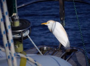 Sam the Bird 2