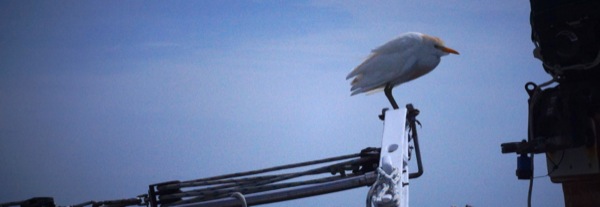 Sam the Bird